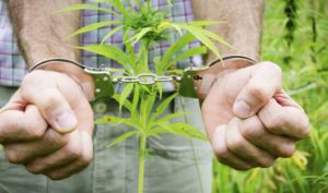 Bordentown NJ Marijuana Lawyer